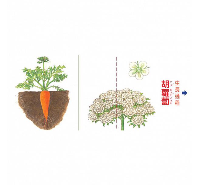 小種子，快長大-蔬菜篇
